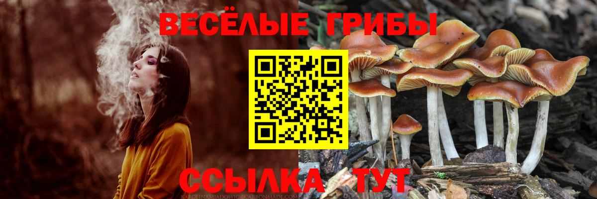 Псилоцибиновые грибы прущие грибы Москва